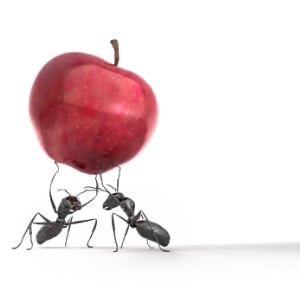 ants_carrying_apple