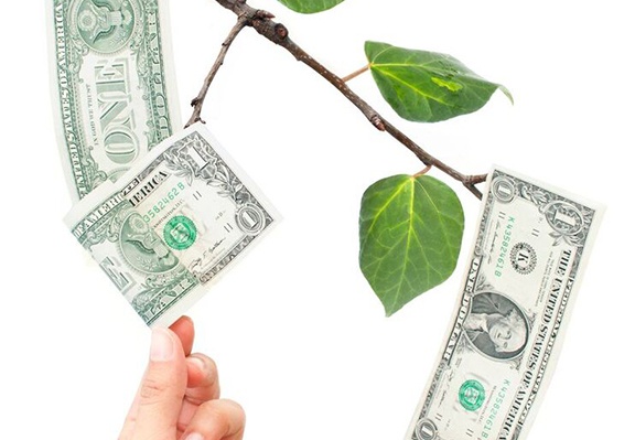 dollars in a tree branch