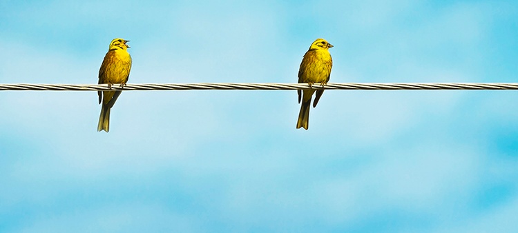 birds on a wire